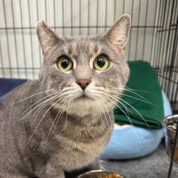 Domestic Short Hair Cats Available for Adoption - Saske | PetCurious