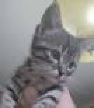 Dunk -  Domestic Short Hair Cat for Adoption in Kansas City, Missouri - Dunk | PetCurious