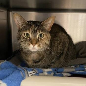 Hearty -  Domestic Short Hair Cat for Adoption in Wheaton, Illinois - Hearty | PetCurious