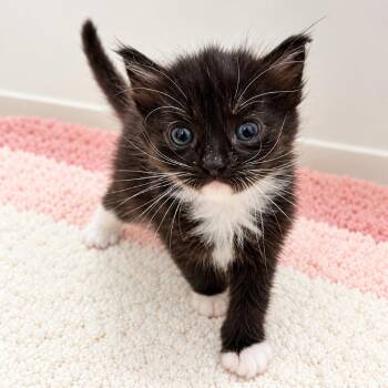 Pennywise -  Domestic Short Hair Cat for Adoption in Long Beach, California - Pennywise | PetCurious
