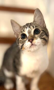 Rescue Domestic Short Hair Cats for Adoption in Franklin, Tennessee - KITTEN LOGAN | PetCurious