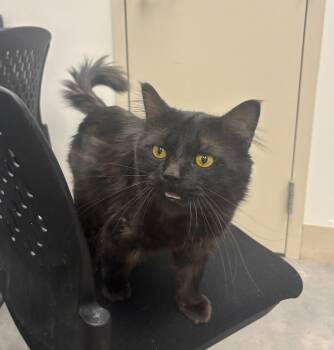 Domestic Medium Hair Cats Available for Adoption - Rani | PetCurious