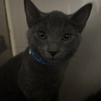 Rescue Domestic Short Hair Cats for Adoption in Yuma, Arizona - Marshall | PetCurious
