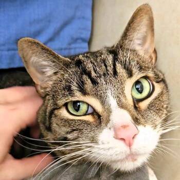 Dr Pepper (FKA Dezi) -  Domestic Short Hair Cat for Adoption in Michigan City, Indiana - Dr Pepper (FKA Dezi) | PetCurious