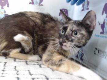 SASHA -  Domestic Short Hair Cat for Adoption in Orlando, Florida - SASHA | PetCurious