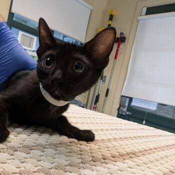 Fifa -  Domestic Short Hair Cat for Adoption in Los Angeles, California - Fifa | PetCurious