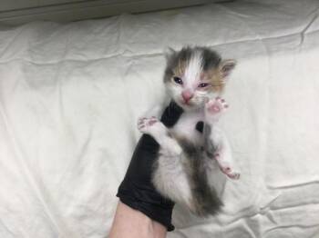 A1927955 -  Domestic Short Hair Cat for Adoption in Thousand Palms, California - A1927955 | PetCurious