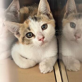 Kuromi -  Domestic Short Hair Cat for Adoption in Edinburg, Texas - Kuromi | PetCurious