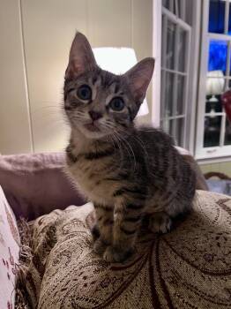 Rescue Tabby and Domestic Short Hair Cats for Adoption in Powder Springs, Georgia - Lollipop | PetCurious
