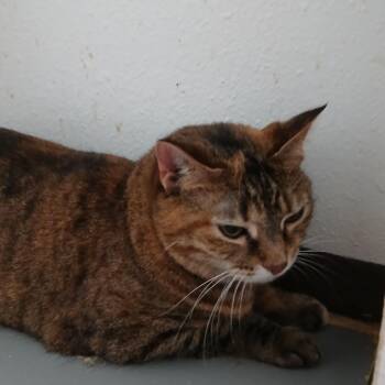 American Shorthair Cats Available for Adoption - Betty | PetCurious