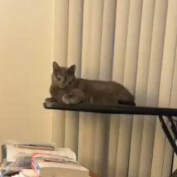 Domestic Short Hair and Bengal Cats Available for Adoption in Roanoke, Virginia - Cali | PetCurious