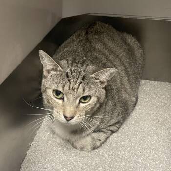 Princess -  Domestic Short Hair Cat for Adoption in Peachtree City, Georgia - Princess | PetCurious