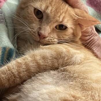 Rescue Tabby Cats for Adoption in Parkland, Florida - Sarah | PetCurious