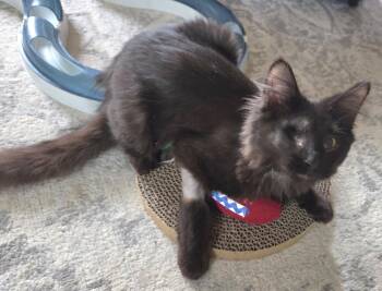 Domestic Medium Hair Cats Available for Adoption in Kenosha, Wisconsin - FAME | PetCurious