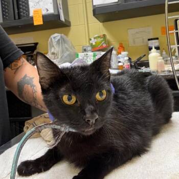 Millie -  Domestic Short Hair Cat for Adoption in New York, New York - Millie | PetCurious
