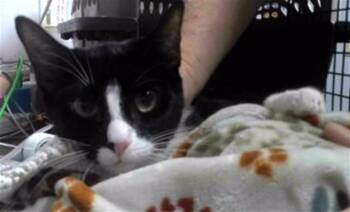 DAISY -  Domestic Short Hair Cat for Adoption in Tallahassee, Florida - DAISY | PetCurious