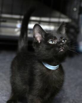 Hoshi -  Maine Coon Cat for Adoption in Cut Bank, Montana - Hoshi | PetCurious