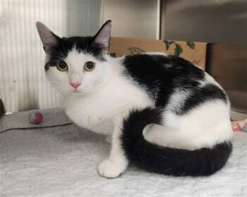 PEANUT -  Domestic Short Hair Cat for Adoption in St. Louis, Missouri - PEANUT | PetCurious