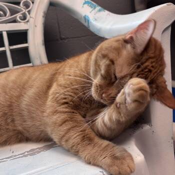 Domestic Short Hair Cats Available for Adoption in Gainesville, Texas - Leo | PetCurious