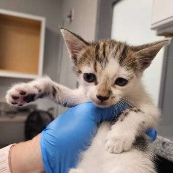Alvida -  Domestic Short Hair Cat for Adoption in Greenville, South Carolina - Alvida | PetCurious