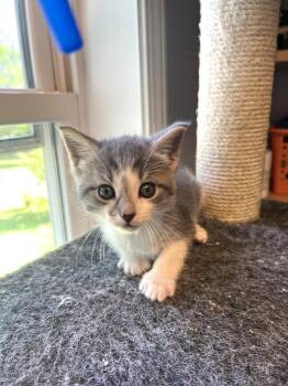 Domestic Short Hair Cats Available for Adoption in Emerald Isle, North Carolina - Palmer | PetCurious
