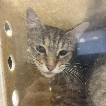 Matilda -  Domestic Short Hair Cat for Adoption in Reno, Nevada - Matilda | PetCurious