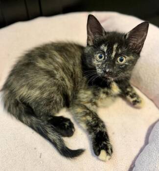 Rescue Domestic Short Hair Cats for Adoption in Long Beach, New York - Sonia | PetCurious