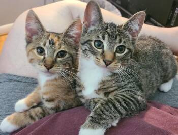 Rescue Domestic Short Hair Cats for Adoption in Royal Oak, Michigan - Malachor | PetCurious