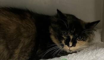 NYLA -  Domestic Long Hair Cat for Adoption in Boston, Massachusetts - NYLA | PetCurious