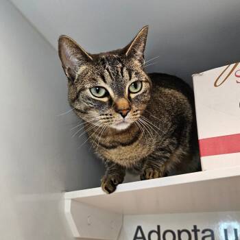 Rescue Domestic Short Hair Cats for Adoption in Los Angeles, California - Cortana | PetCurious