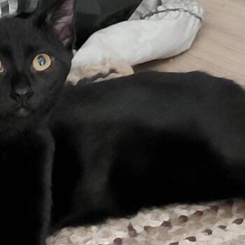 Isis -  Domestic Short Hair Cat for Adoption in Larkfield-wikiup, California - Isis | PetCurious