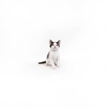 Melba -  Domestic Short Hair Cat for Adoption in Los Angeles, California - Melba | PetCurious