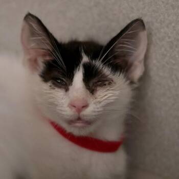Rocko -  Domestic Short Hair Cat for Adoption in Philadelphia, Pennsylvania - Rocko | PetCurious