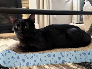 Cheremoya -  Domestic Short Hair Cat for Adoption in Fort Lupton, Colorado - Cheremoya | PetCurious