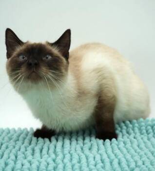 Siamese and Domestic Short Hair Cats Available for Adoption in Bowling Green, Kentucky - Sammy | PetCurious
