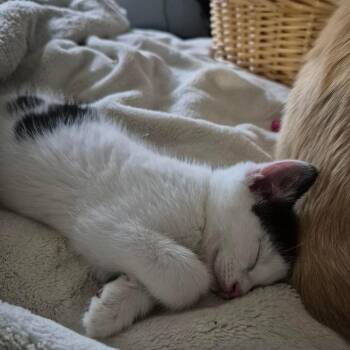 Jeffery -  Domestic Short Hair Cat for Adoption in Dekalb, Illinois - Jeffery | PetCurious