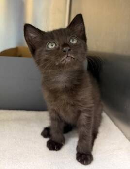 Mustard -  Domestic Short Hair Cat for Adoption in Honolulu, Hawaii - Mustard | PetCurious