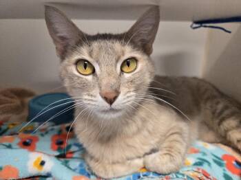 Valkyrie -  Domestic Short Hair Cat for Adoption in Bellingham, Washington - Valkyrie | PetCurious