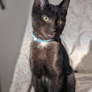 Rescue Domestic Short Hair Cats for Adoption in Buffalo, Minnesota - Peter | PetCurious