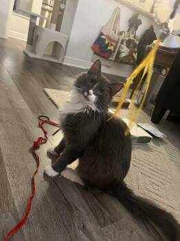 Domestic Medium Hair Cats Available for Adoption - London | PetCurious