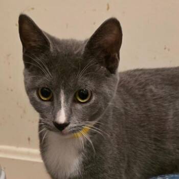 Tulsa -  Domestic Short Hair and Russian Blue Cat for Adoption in Waldorf, Maryland - Tulsa | PetCurious