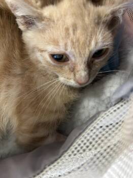Sly -  Domestic Short Hair Cat for Adoption in Ontario, California - Sly | PetCurious