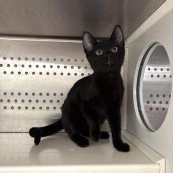 Timmy Tiara -  Domestic Short Hair Cat for Adoption in Kansas City, Missouri - Timmy Tiara | PetCurious