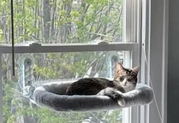 Rescue Domestic Short Hair Cats for Adoption in Carnegie, Pennsylvania - Polly | PetCurious