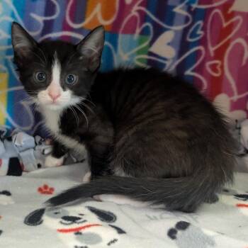 Jacob -  Domestic Short Hair Cat Available for Adoption - Jacob | PetCurious