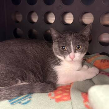 Celsius -  Domestic Short Hair Cat for Adoption in Keizer, Oregon - Celsius | PetCurious
