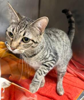 Breeze -  Domestic Short Hair Cat for Adoption in Little Rock, Arkansas - Breeze | PetCurious