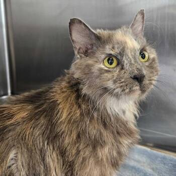 Ring -  Domestic Medium Hair Cat for Adoption in Dover, New Hampshire - Ring | PetCurious
