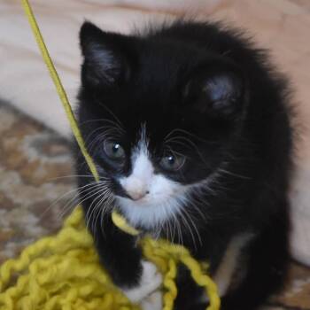 Fern -  Domestic Short Hair Cat for Adoption in Redwood Valley, California - Fern | PetCurious
