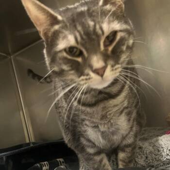Domestic Short Hair Cats Available for Adoption - Jimmy | PetCurious